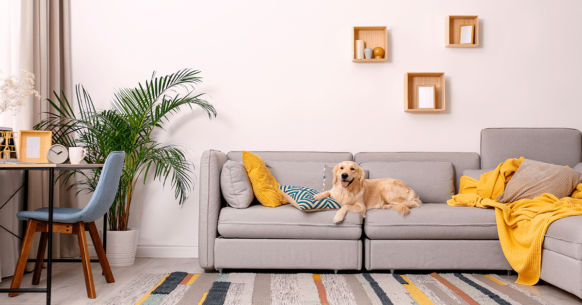 limpieza con mascotas en casa